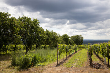 Fototapeta na wymiar vineyard with white wine