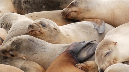 Sea lions on the rock in La Jolla. Wild eared seals resting near pacific ocean on stones. Funny lazy wildlife animal sleeping. Protected marine mammal in natural habitat, San Diego, California, USA