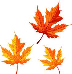 Fototapeta premium autumn Maple leaves isolated on white