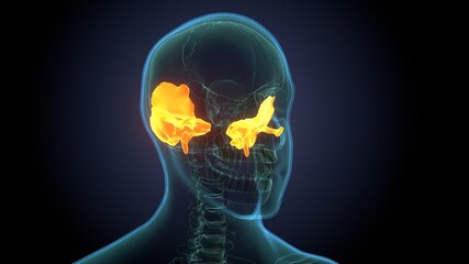 Human Skeleton Skull Spheroid Bone Anatomy For Medical Concept 3D Illustration  © PIC4U