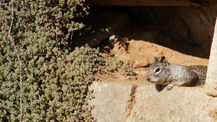 Obraz premium Beechey ground squirrel, common in California, Pacific coast, USA. Funny behavior of cute gray wild rodent. Small amusing animal in natural habitat. Pretty little endemic looking for food in America