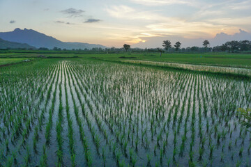 rice paddy in the morning