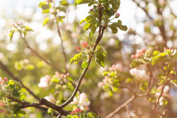 Beautiful apple tree branch