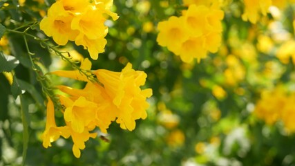 Beautiful yellow flowers in bunches on the branches of a bush. Natural floral background. Spring mood, sunny and bright contrast of colors, tropical exotic plants with green leaves from paradise.