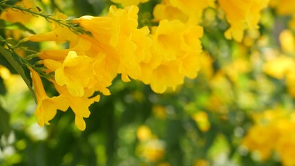 Beautiful yellow flowers in bunches on the branches of a bush. Natural floral background. Spring mood, sunny and bright contrast of colors, tropical exotic plants with green leaves from paradise.