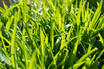 green grass