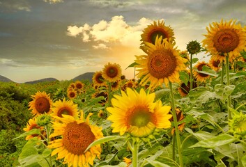 Sunflower field with beautiful HDR cloud and mountains 