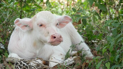 Water buffalo albino resting in greenery. Small funny unique and special albino baby bull grazing in greenery in Thailand. Agriculture concept, traditional livestock in Asia.