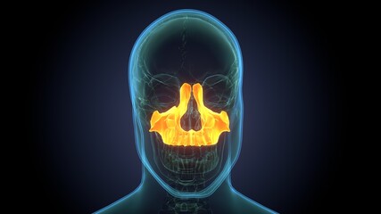 Human Skeleton Skull Maxilla Bone Anatomy For Medical Concept 3D Illustration
