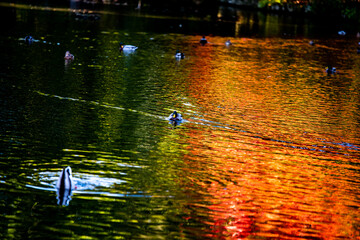 duck swimming in water