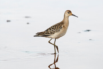 Sandpiper ruff steps in water