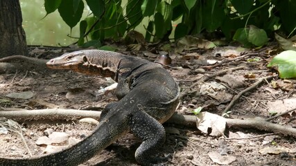 Asian common water monitor large varanid lizard native to Asia. Varanus salvator on the green grass near riverbank, lake or pond. Carnivore Reptile hunting. Wild dragon predator on Bangkok street