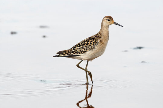 Sandpiper ruff steps in water