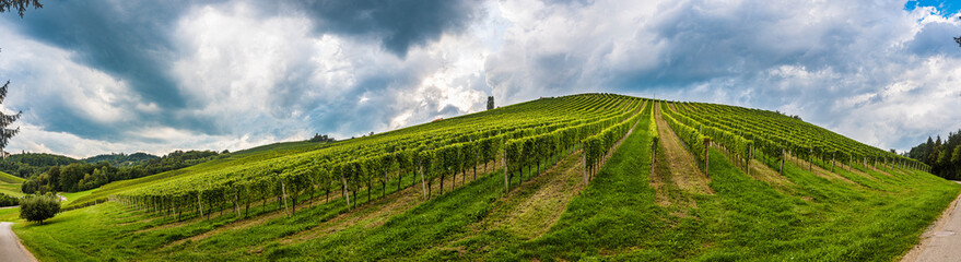 Fototapeta na wymiar Vineyard panorama on an Austrian countryside, Styrian Tuscany