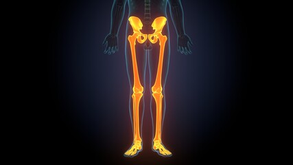 Human Skeleton System Lower Limbs Skeletal Anatomy 3D Illustration
