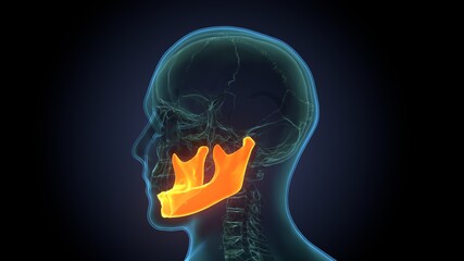 Human Skeleton Skull Mandible Bone Anatomy For Medical Concept 3D Illustration
