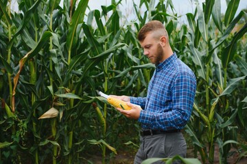 farmer inspecting corn cob at his field