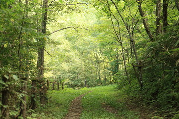 光射す山の小路