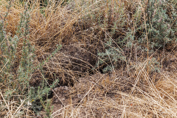 Deep cracks in the earth in the landslide zone of the sea coast after the last hurricane and earthquake. Earth in large dangerous cracks. Danger of avalanches and soil movement. Web cracks in ground