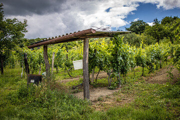  vineyard with white wine