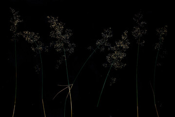 Dried grasss lie against a black background. Gold grass and grain on tje black background. Poster for the kitchen. Minimal and simple background. Copy space. Grass frame