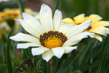 Obraz premium Sydney Australia, close-up of a white flower of a gazania plant