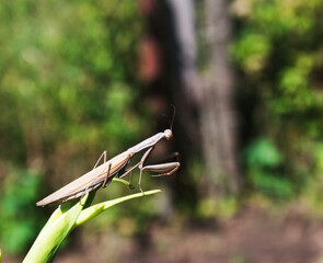 Praying mantis on a twig. Candid.