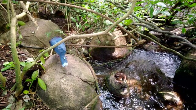 Beautiful western crowned pigeon and brown wild duck wash and clean their wings sitting on a stone by the stream. Bird swimming on the river in the rainforest on a sunny day. Exotic animals.