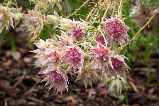 Sydney Australia, flowers of a Serruria florida or blushing bride bush a native of southern africa