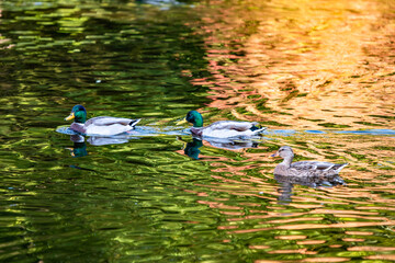 duck swimming in water