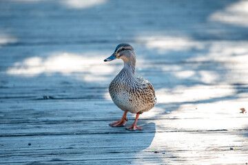 duck on the beach