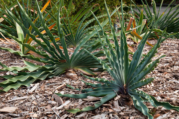 Sydney Australia,  garden bed of Boophone disticha or tumbleweed a fan shaped plant