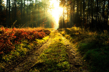 Obraz premium sunset in the woods