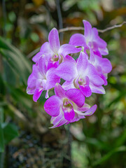 Close-up of dendrobium orchids are blooming in garden