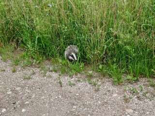 Naklejka premium European badger (Meles meles) hiding in green grass
