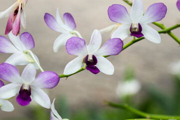 Obraz premium White orchids with purple edge in the garden Taken close-up