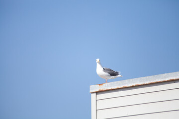 Obraz premium 屋根にとまったカモメ