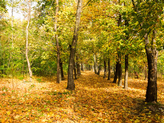 Colorful bright autumn forest. Leaves fall on ground in autumn. Autumn forest scenery with warm colors and footpath covered in leaves leading into scene.