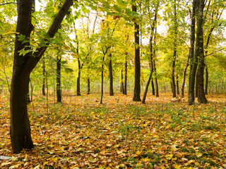 Colorful bright autumn forest. Leaves fall on ground in autumn. Autumn forest scenery with warm colors and footpath covered in leaves leading into scene.