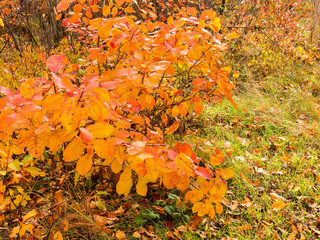 Autumn city park, amazing fall colors. Colorful Autumn scenery with warm colors and footpath covered in leaves leading. Leaves fall on ground
