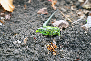 Portrait of a Small green lizard on the ground. Selective focus