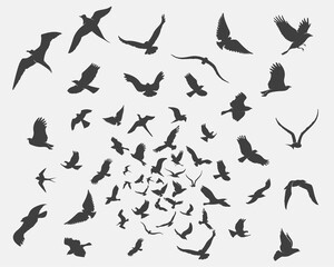 set of silhouettes of birds in motion on a white background . Vector illustration