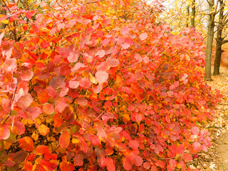 Colorful bright autumn city park. Leaves fall on ground. Autumn forest scenery with warm colors and footpath covered in leaves. A trail going into woods showcasing amazing fall colors.