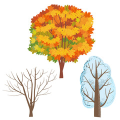 Naklejka na ściany i meble A set of trees. Autumn maple with orange and yellow leaves. Winter tree in the snow. A bare tree trunk without leaves. Vector illustration