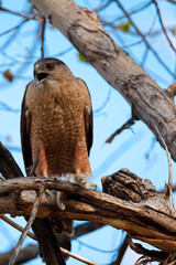 Sharp Shinned Hawk and Prey