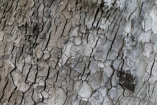 Old Gray Tree Bark, Natural Background Texture