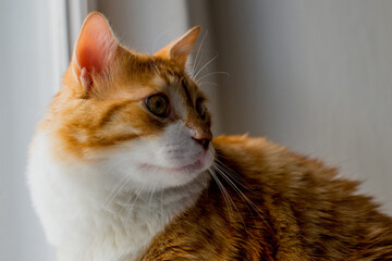 Naklejka premium Ginger big and fat cat sits on a white windowsill and looking out the window. Cute ginger cat siting on window sill and waiting for something. Fluffy pet looks in window. Big red Maine Coon.