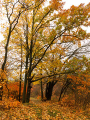 Naklejka premium Colorful bright autumn city park. Leaves fall on ground. Autumn forest scenery with warm colors and footpath covered in leaves. A trail going into woods showcasing amazing fall colors.