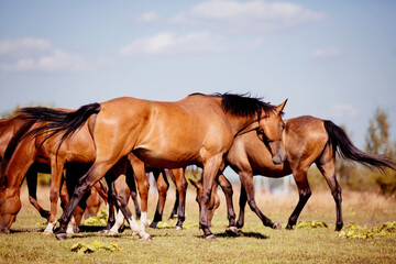 Fototapeta na wymiar A herd of horses grazing on the field.