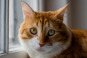 Ginger big and fat cat sits on a white windowsill and looking out the window.  Cute ginger cat siting on window sill and waiting for something. Fluffy pet looks in window. Big red Maine Coon.